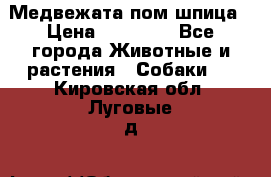 Медвежата пом шпица › Цена ­ 40 000 - Все города Животные и растения » Собаки   . Кировская обл.,Луговые д.